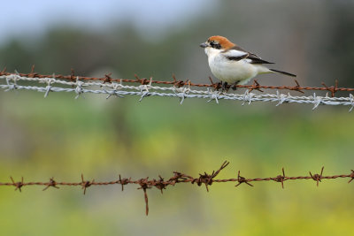 Woodchat Shrike - חנקן אדום-ראש -Lanius senator