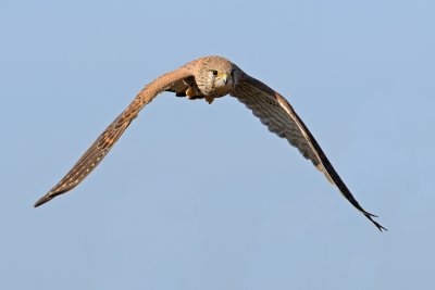 Common Kestrel - בז מצוי - Falco tinnunculus