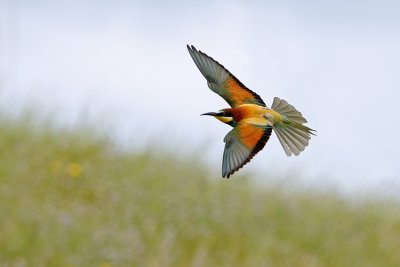 European Bee-eater - שרקרק מצוי - Merops apiaster