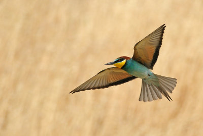 European Bee-eater - שרקרק מצוי - Merops apiaster