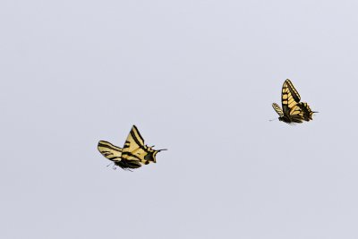 Old World chase Southern Swallowtail - מרדף פרפרים