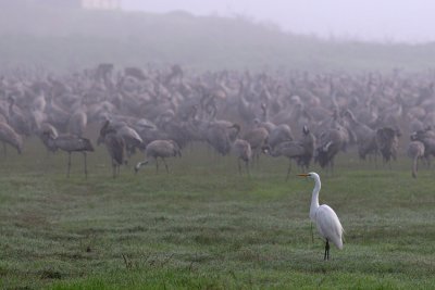 Great Egret - לבנית גדולה - Ardea alba