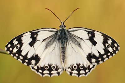 Levantine Marbled White - Melanargia titea