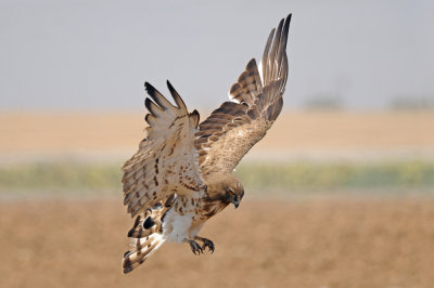 <h5>Short-toed Eagle - חיוויאי - <i>Circaetus gallicus<i></h5>