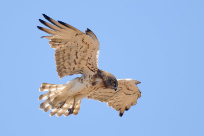 <h5>Short-toed Eagle - חיוויאי - <i>Circaetus gallicus<i></h5>