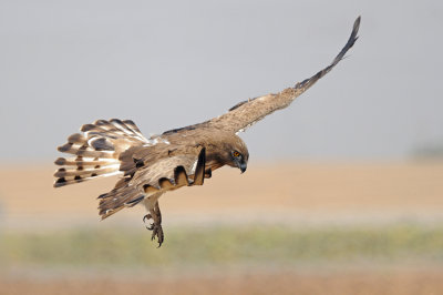 Short-toed Eagle - חיוויאי - Circaetus gallicus