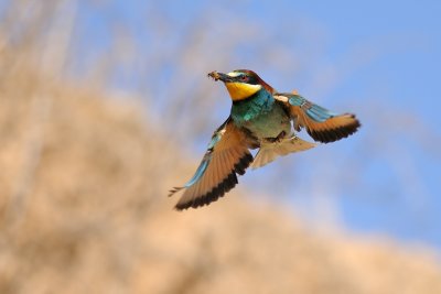 European Bee-eater - שרקרק מצוי - Merops apiaster