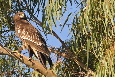 Greater Spotted Eagle - עיט צפרדעים - Aquila clanga