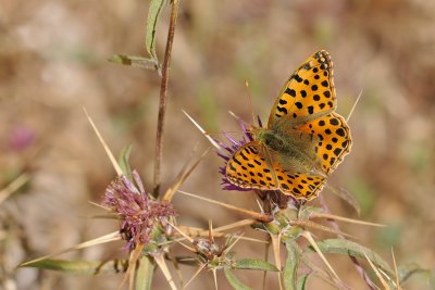 Queen of Spain Fritillary - נ. הפנינים - Issoria lathonia