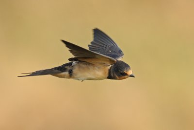 Barn Swallow - סנונית הרפתות