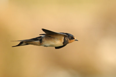 Barn Swallow - סנונית הרפתות