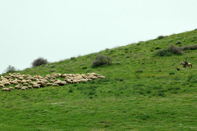 Shepherd and Sheeps - רועה וכבשים
