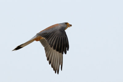 Lesser Kestrel - בז אדום - Falco naumanni