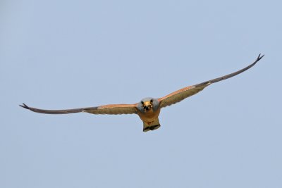 Lesser Kestrel - בז אדום - Falco naumanni