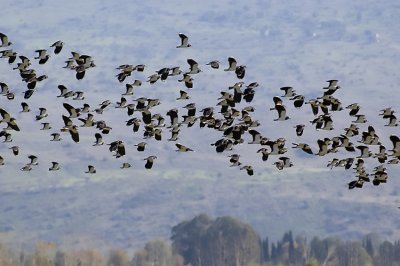 Lapwing flock - להקת קיוויות