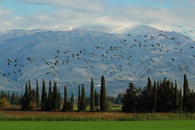 Lapwing flock - להקת קיוויות