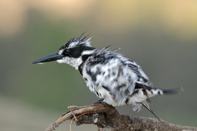 Pied Kingfisher - פרפור עקוד - Ceryle rudis