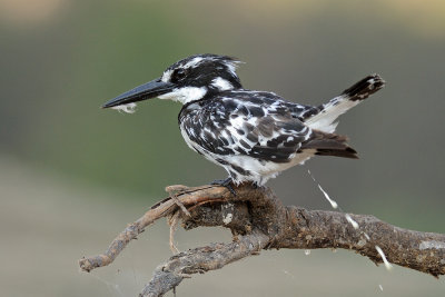 Pied Kingfisher - פרפור עקוד - Ceryle rudis