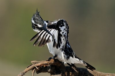 Pied Kingfisher - פרפור עקוד - Ceryle rudis