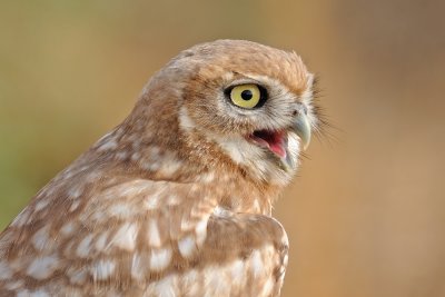 Little Owl - כוס החורבות - Athene noctua