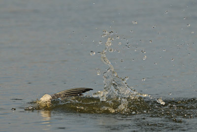 Common Tern - שחפית ים - Sterna hirundo