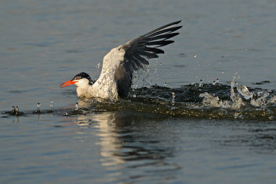 Common Tern - שחפית ים - Sterna hirundo