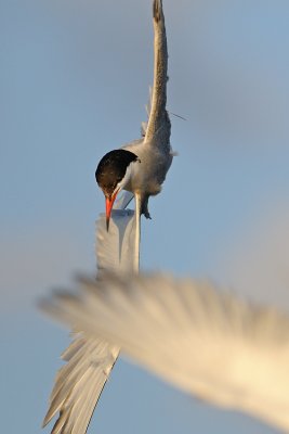 Common Tern - שחפית ים - Sterna hirundo