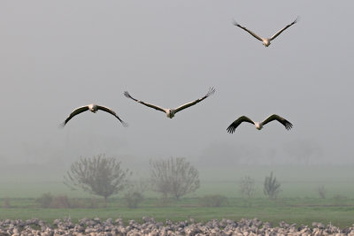 Common Crane - עגור אפור - Grus grus