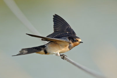 Barn Swallow - סנונית הרפתות