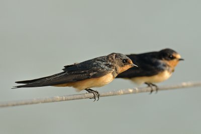 Barn Swallow - סנונית הרפתות