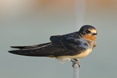 Barn Swallow - סנונית הרפתות