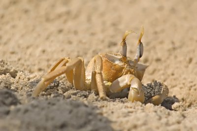 Ghost crab - סרטן חולות - Ocypode cursor
