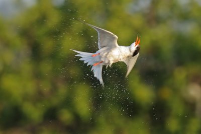 <h5>Common Tern - שחפית ים - <i>Sterna hirundo<i></h5>