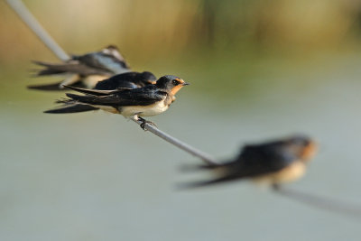 Barn Swallow - סנונית הרפתות