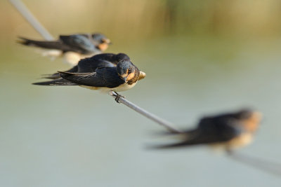 Barn Swallow - סנונית הרפתות