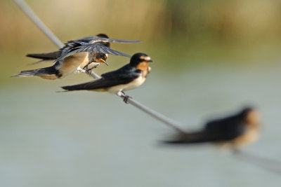 Barn Swallow - סנונית הרפתות