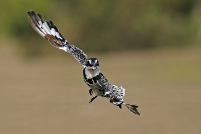 Pied Kingfisher - פרפור עקוד - Ceryle rudis