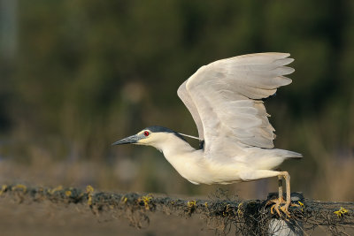 Night Heron - אנפת לילה - Nycticorax nycticorax