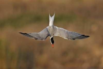 Common Tern - שחפית ים - Sterna hirundo