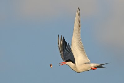 Common Tern - שחפית ים - Sterna hirundo