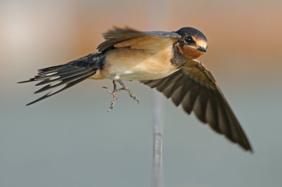 <h5>Barn Swallow - סנונית הרפתות</h5>