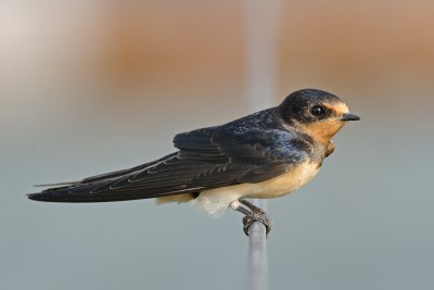 Barn Swallow - סנונית הרפתות