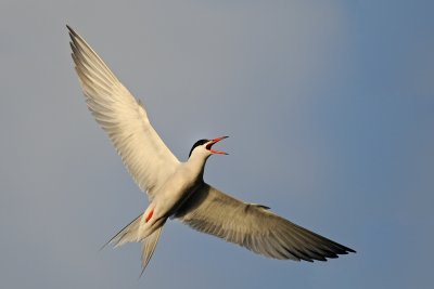 Common Tern - שחפית ים - Sterna hirundo