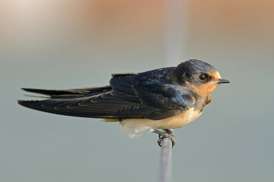 Barn Swallow - סנונית הרפתות