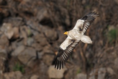 Egyptian Vulture - רחם מדברי - Neophron percnopterus