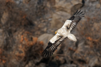 Egyptian Vulture - רחם מדברי - Neophron percnopterus
