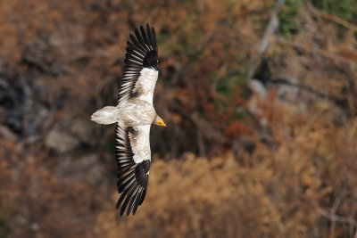 Egyptian Vulture - רחם מדברי - Neophron percnopterus