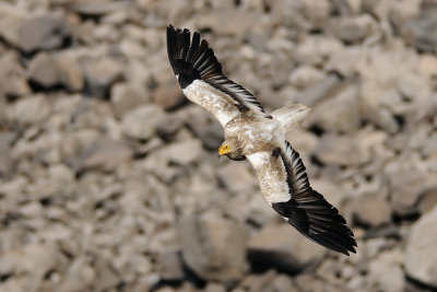 Egyptian Vulture - רחם מדברי - Neophron percnopterus