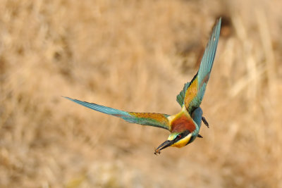 European Bee-eater - שרקרק מצוי - Merops apiaster