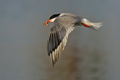 Common Tern - שחפית ים - Sterna hirundo